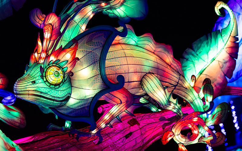 A colorful, illuminated chameleon lantern with intricate patterns and glowing details is perched on a branch against a dark background at a nighttime festival.